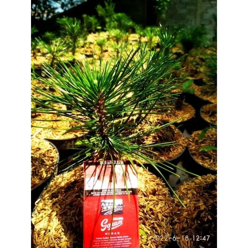 bibit bonsai jbp/japanes black pine
