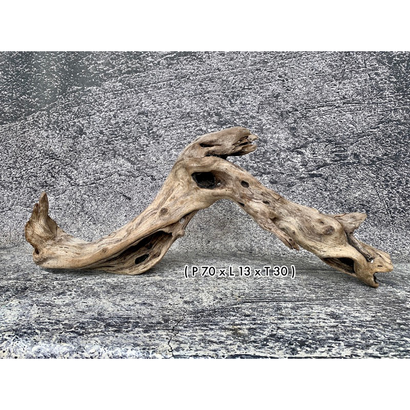 Kayu Santigi Laut Aquascape