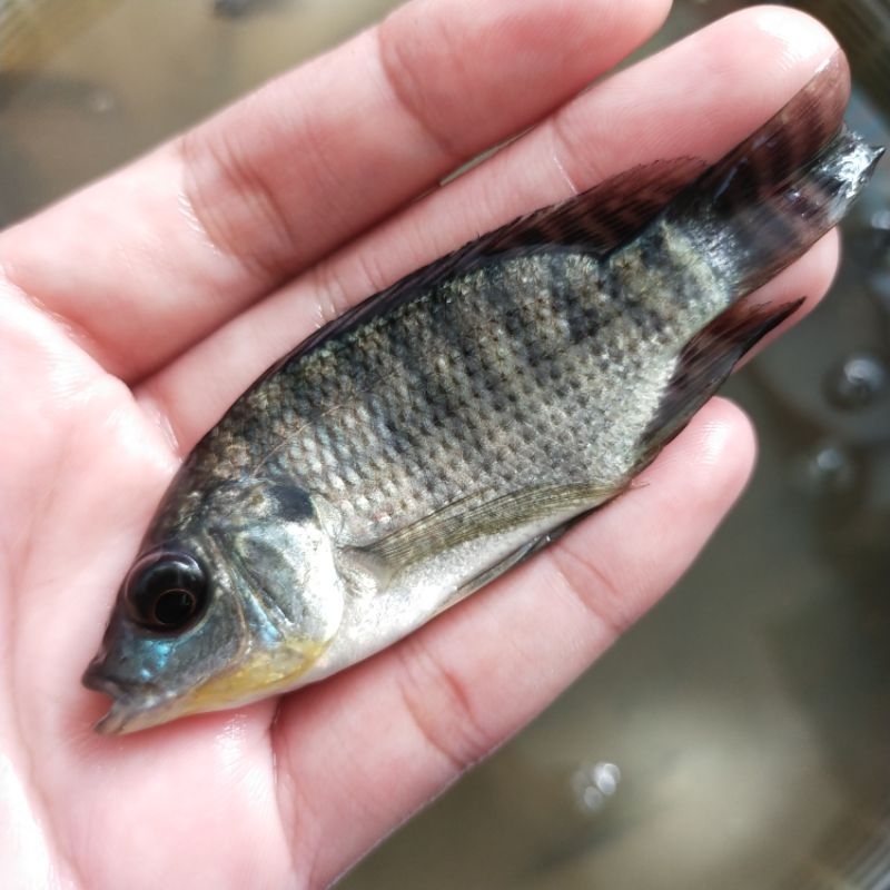 Bibit ikan mujaer size 2-3 jari