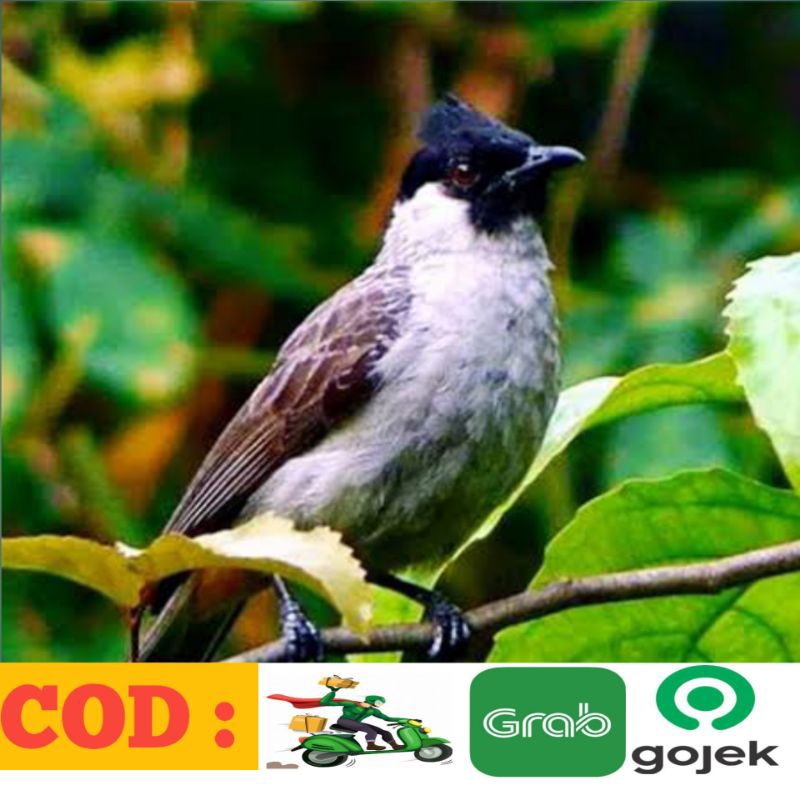 Kutilang Jawa purtotal