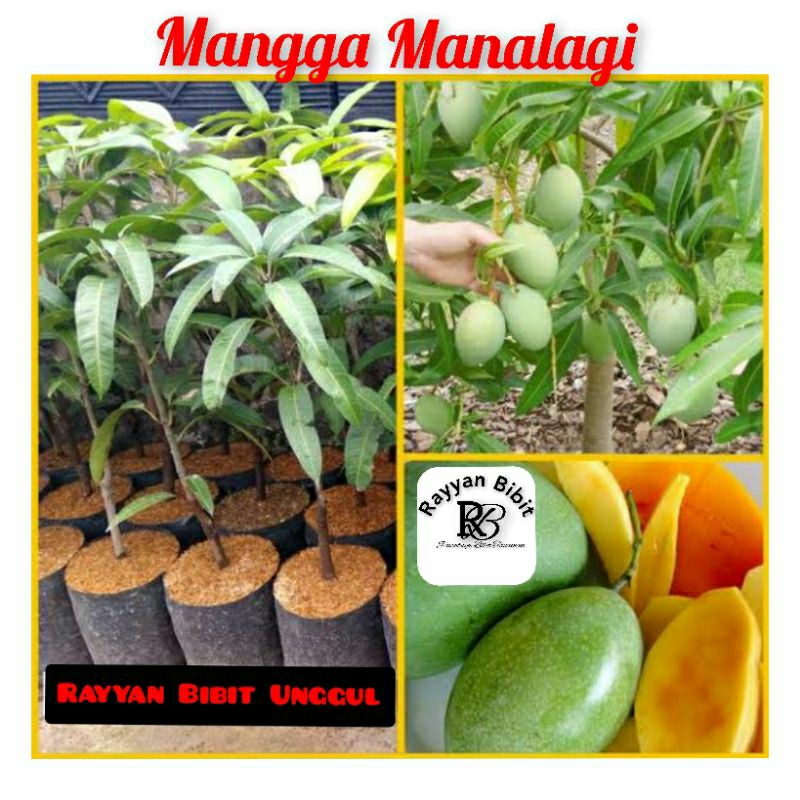 Bibit mangga manalagi okulasi cepat berbuah mangga simanalagi mangga lalijiwa mangga lalijiwo