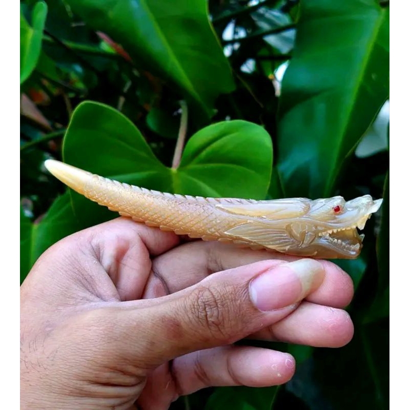 ONCE TANDUK KERBAU BULE UKIR NAGA DAN MACAN PANJANG BERVARIASI