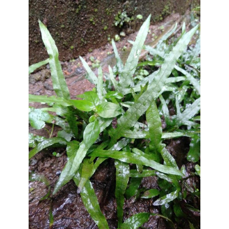 tanaman hias aquascape kadaka mini trident isi 10 batang pohon hiasan aquarium