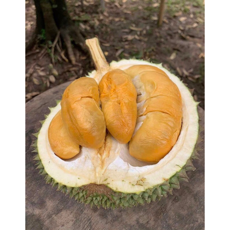 Tanaman Bibit Buah Durian Montong Jumbo