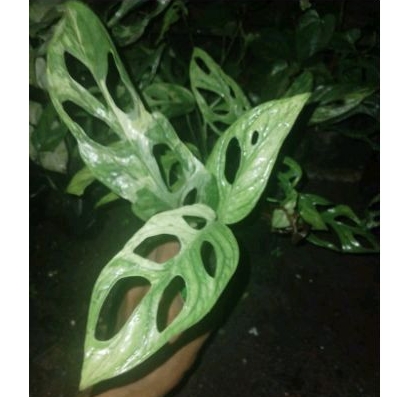 janda bolong varigata lokal