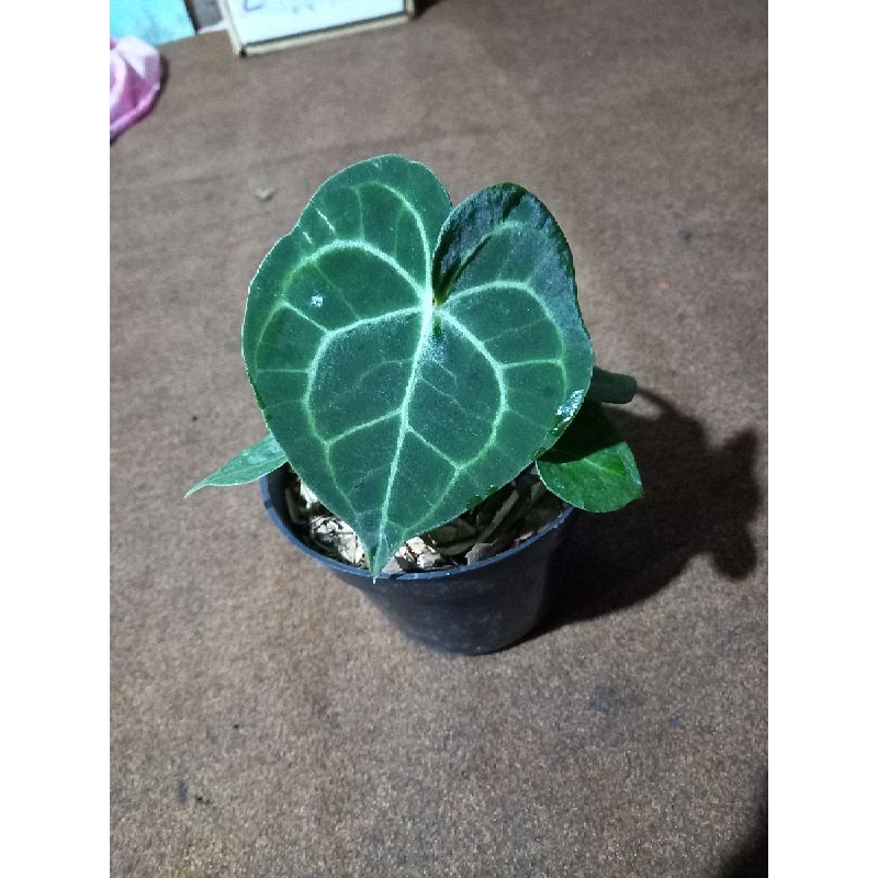 anthurium clarinervium pagoda