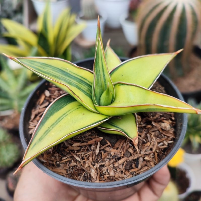 Sansevieria Blue Leaf | DP 10cm