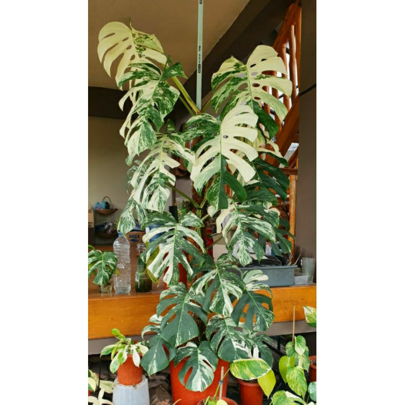 Monstera Variegata Holland Indukan Super