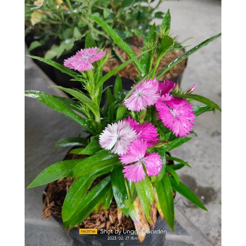 Tanaman Bunga Anyelir Dianthus