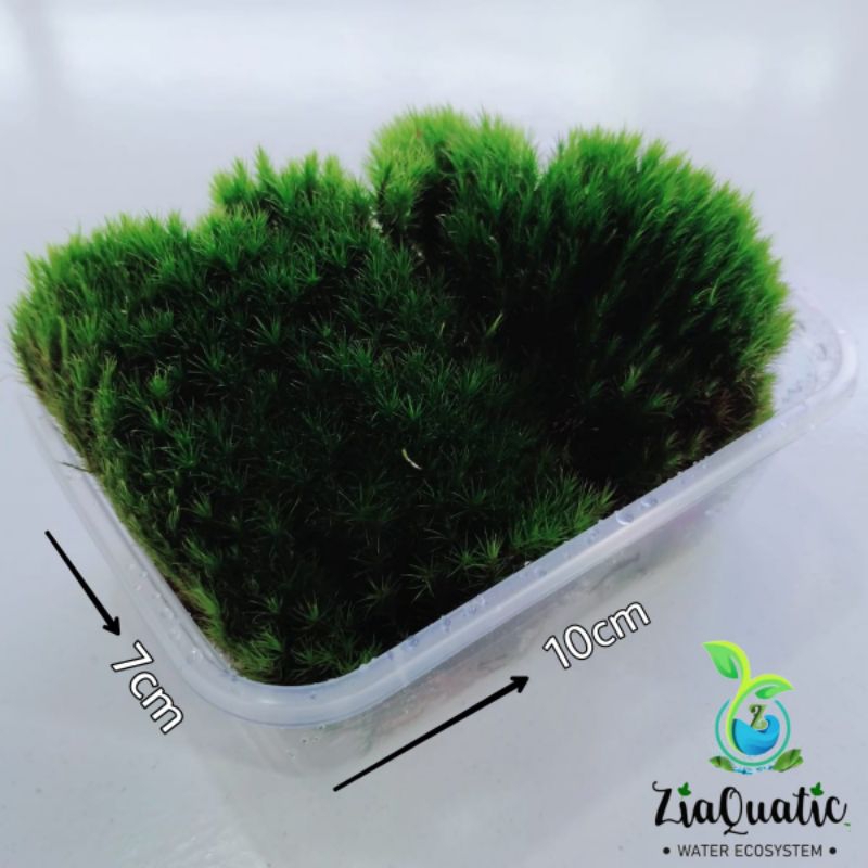 Rock Moss / Moss Hutan - Tanaman Moss Paludarium Terrarium Vivarium