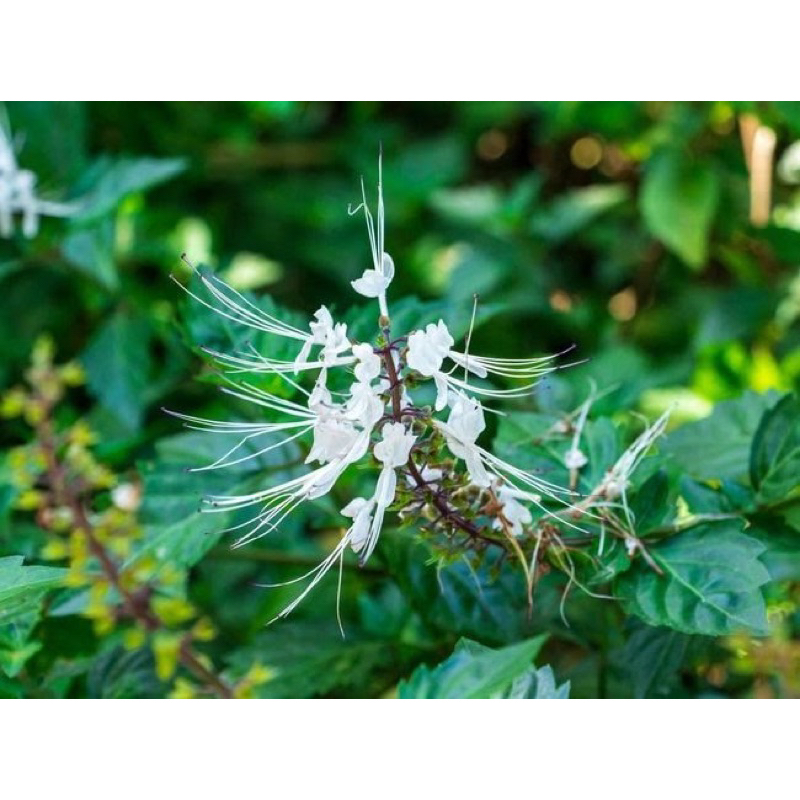 

daun kumis kucing segar daun herbal