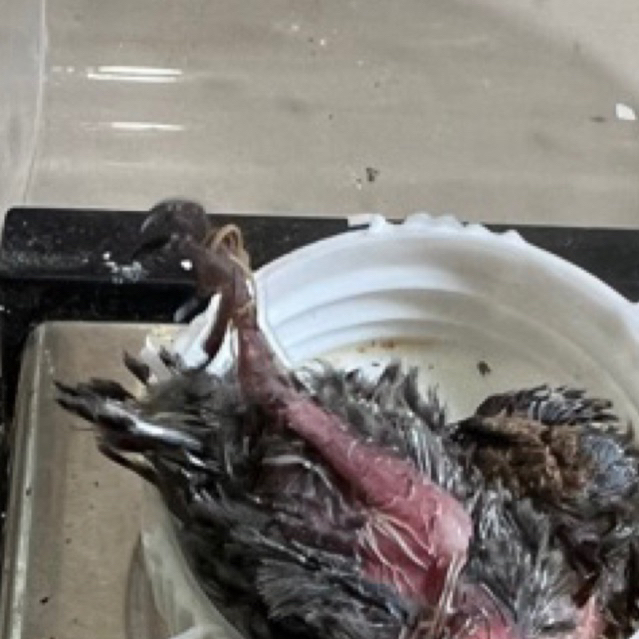 salep Walet / Salep untuk Burung Walet yang terkena gigitan serangga / salep walet