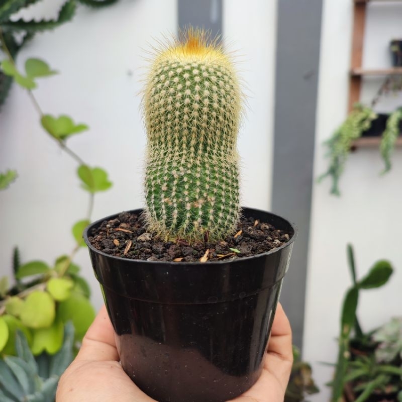 Notocactus Leninghausi Ownroot | Size S | D 10cm | Kaktus