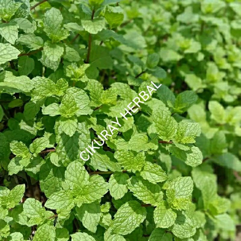 

Daun mint segar 500grm perpmint liar non organik