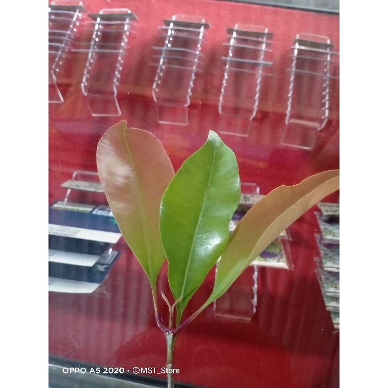 

daun cengkeh 50lembar segar