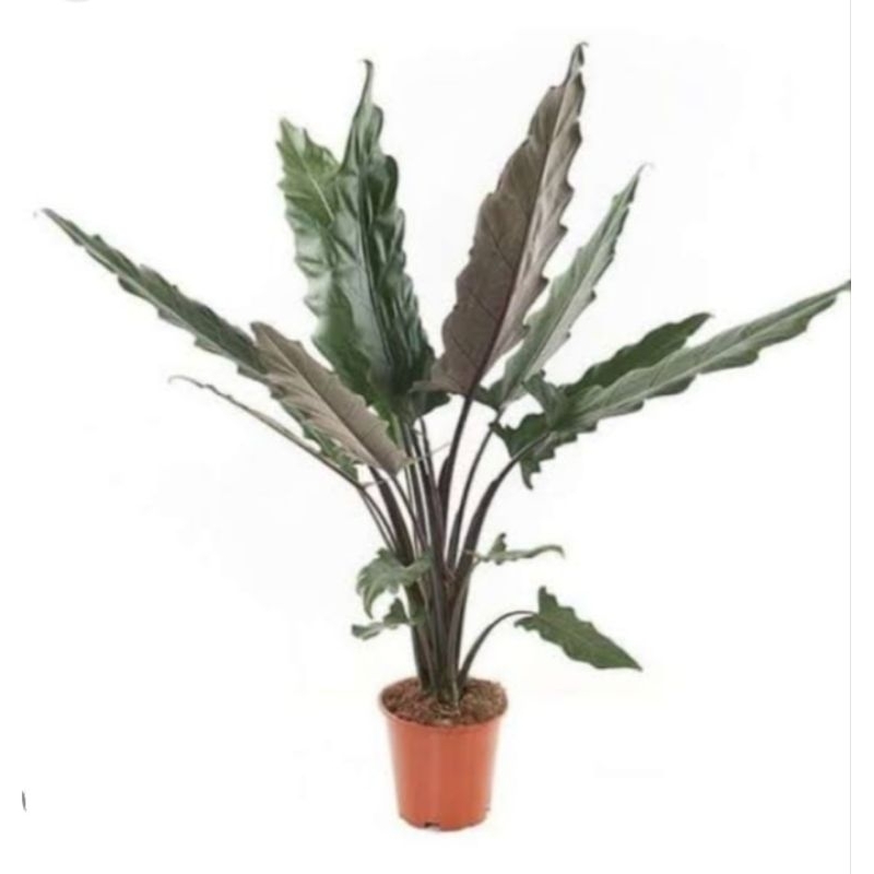 tanaman hias alocasia keris Papua/ keladi keris papua