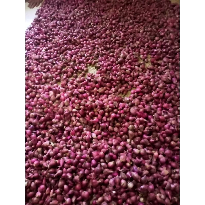

bawang merah