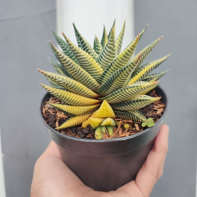 Haworthia Limifolia Hybrid Variegata | DP 10cm