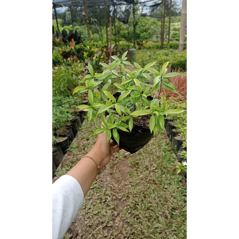 Tanaman hias  Tabernaemontana Corymbosa - Rombusa Kuning - Saberna Kuning