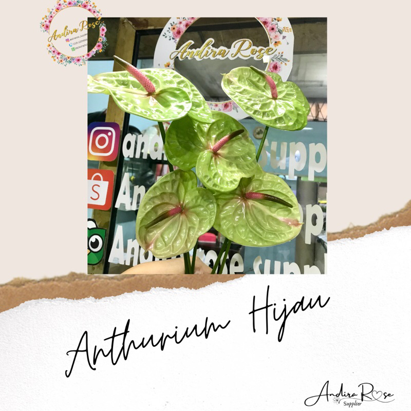 Anthurium Hijau (BUNGA POTONG SEGAR)