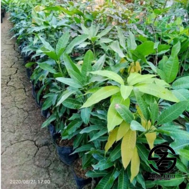 Bibit mangga gadung