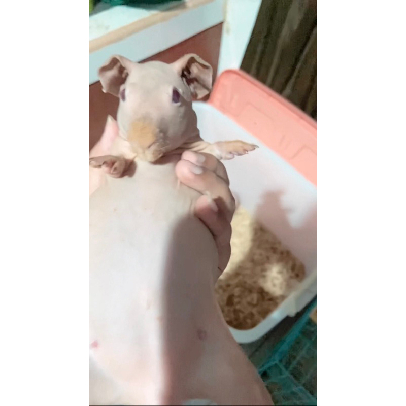 Skinny guinea pig