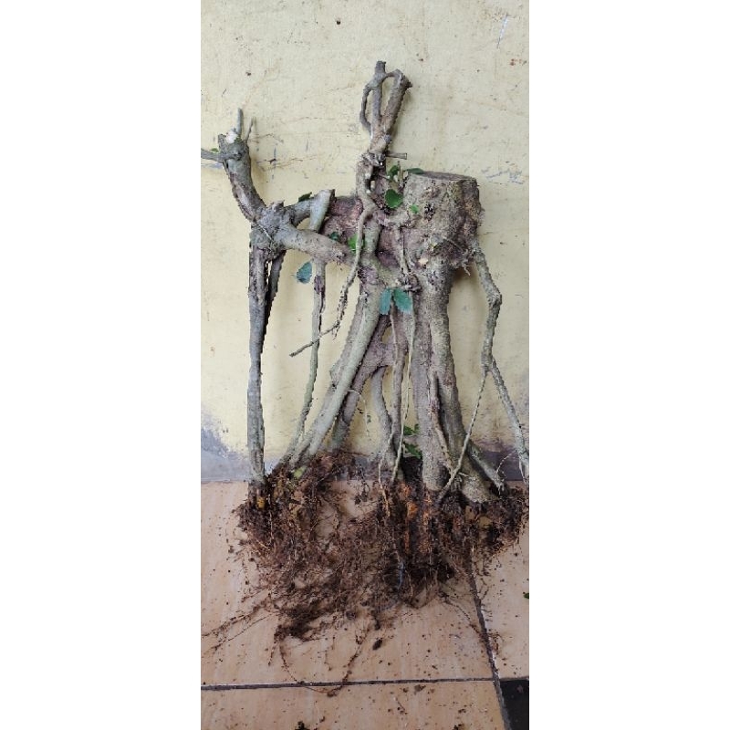 bahan bonsai amplas putih realpic sesuai gambar karakter angker