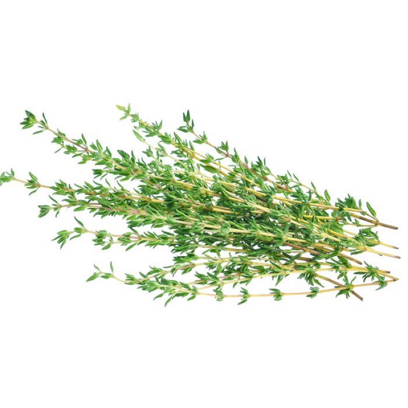 

daun thyme segar/fresh leaves thyme