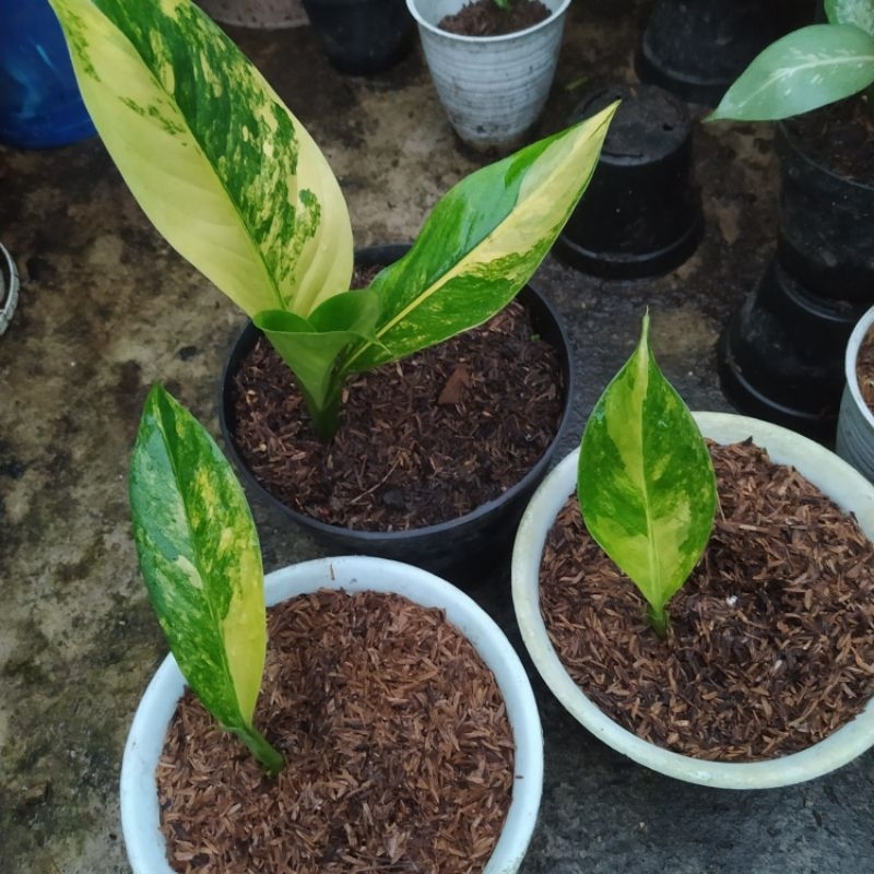 anakan dieffenbachia varigata