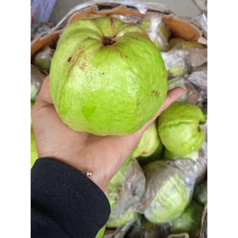 

JAMBU KRISTAL 1KG