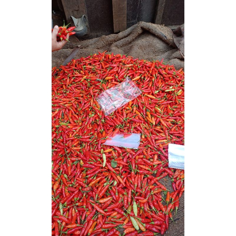 

Cabe Rawit Merah Ori