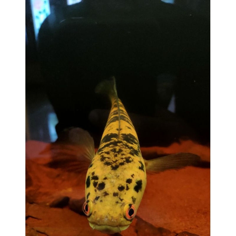 Channa Maru Ys Yellow Sentarum full cabung size 21cm ikan real sesuai video