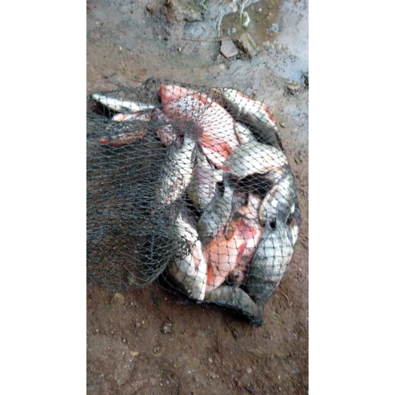 ESSEN IKAN NILA  SI JABRIG UMPAN