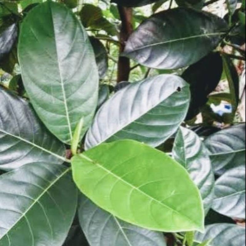 

Daun nangka segar,petik dadakan 150lembar,obat herbal