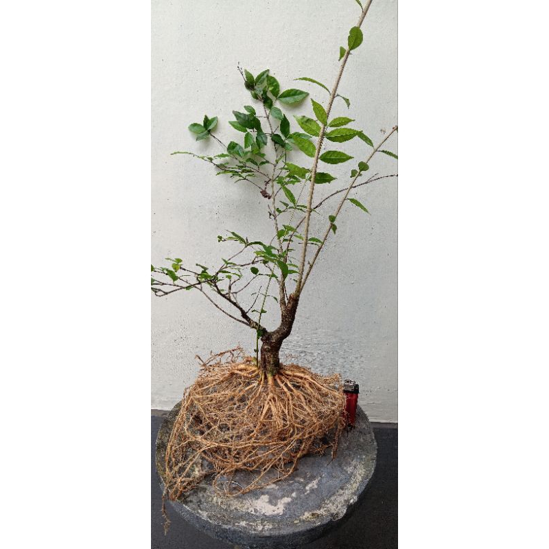 BAHAN BONSAI ANTING PUTRI PROGRAM AKAR HARGA MURAH