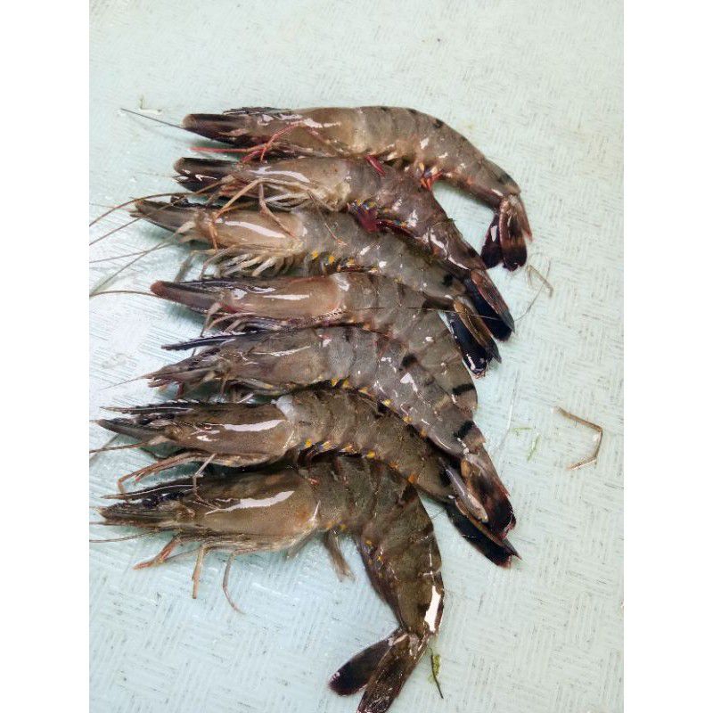 

Udang Windu Fresh (Kepala Agak Patah) Size Mix 1kg Hasil Laut Segar