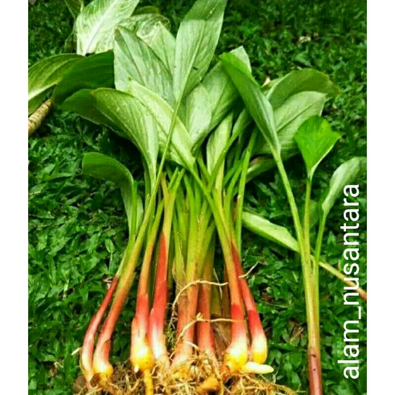 Temu kunci temu kunci segar 500gram