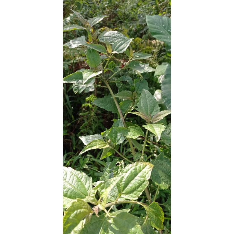 

Daun kerinyuh segar 1kg/daun balakacida/1kg