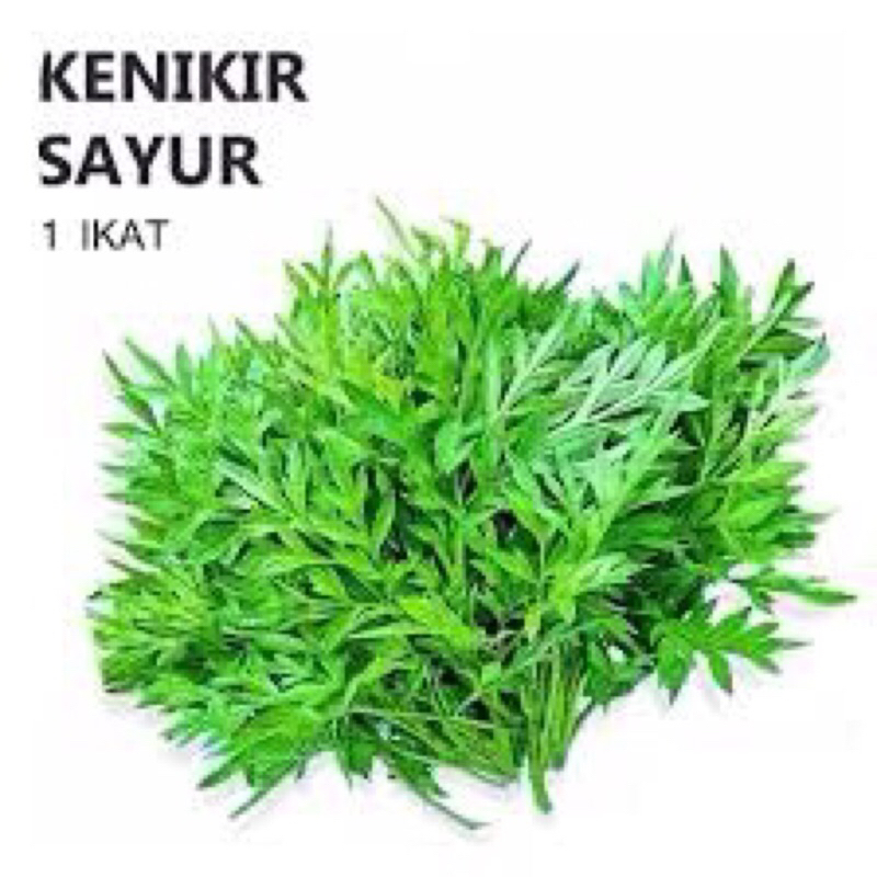 

KENIKIR PER 1 IKAT