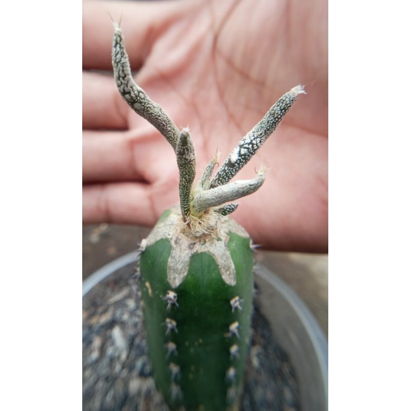 astrophytum caput medusae