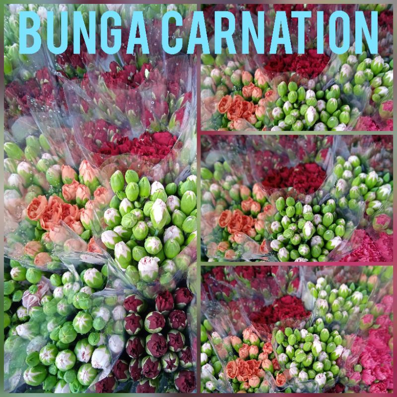 bunga carnation 10 tangkai bunga potong segar Random warna