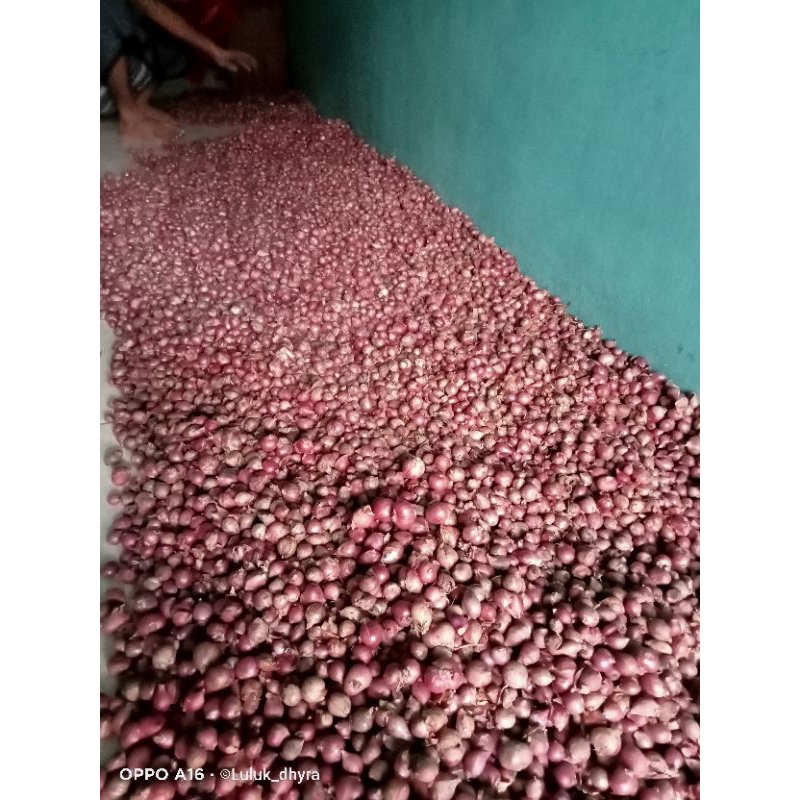 

bawangmerahprobolinggo