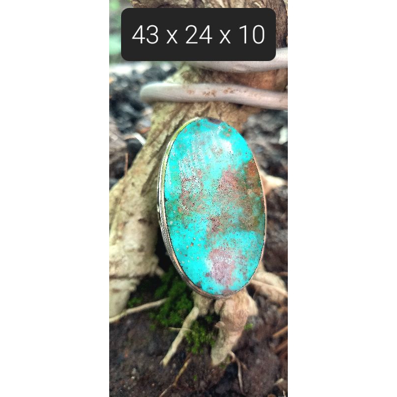 pirus persia super jumbo lawasan