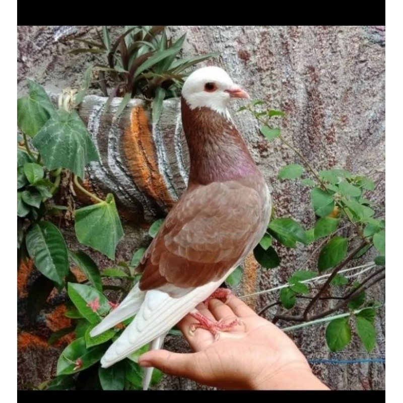 Burung dara merpati jantan blorok/blantong