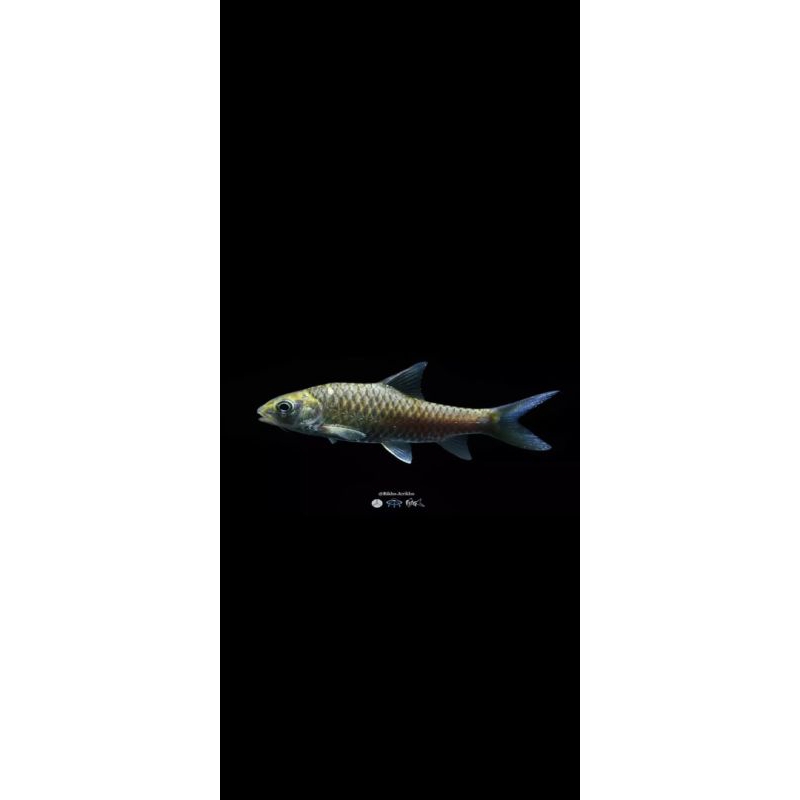 torsoro/Mahseer/kancra