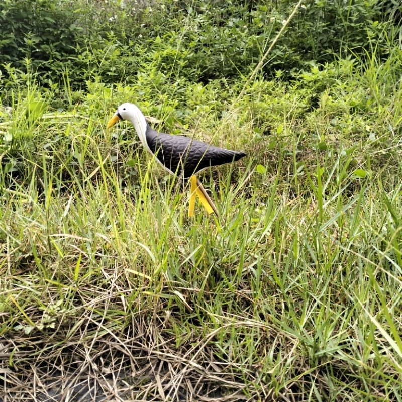 RK patung burung ruak ruak