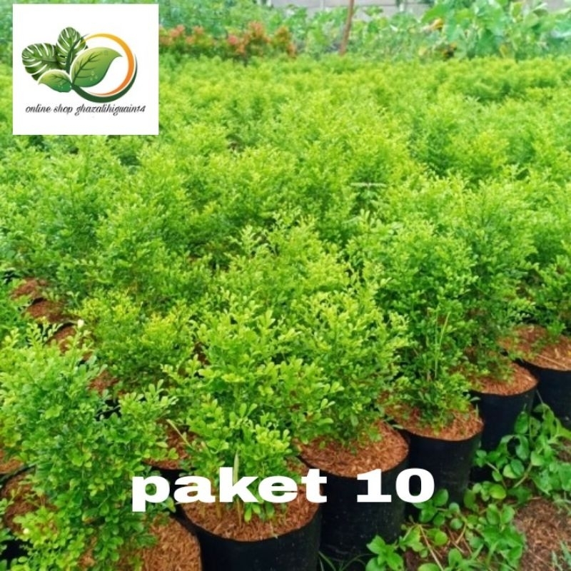 paket hemat 10 tanaman hias bunga kemuning mikro mini - pohon kemuning mini
