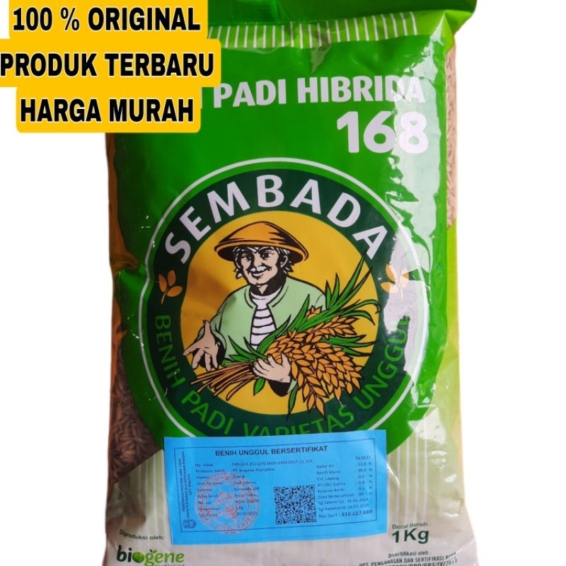 BIBIT PADI SEMBADA 168 Original  barang baru dan original