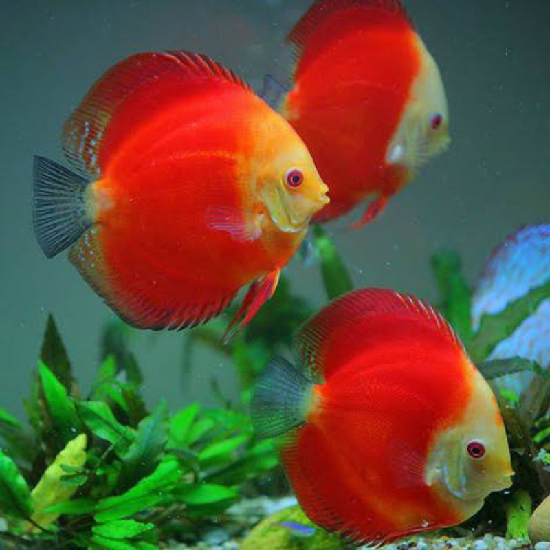 Ikan Discus Red Melon 2 inch