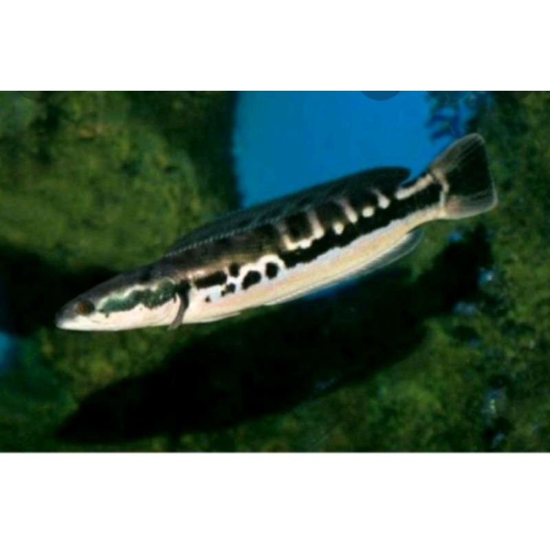 aksesoris aquarium Toman 18_20cm